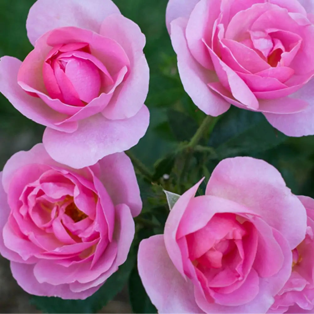 Knock Out® Peachy Rose Shrub