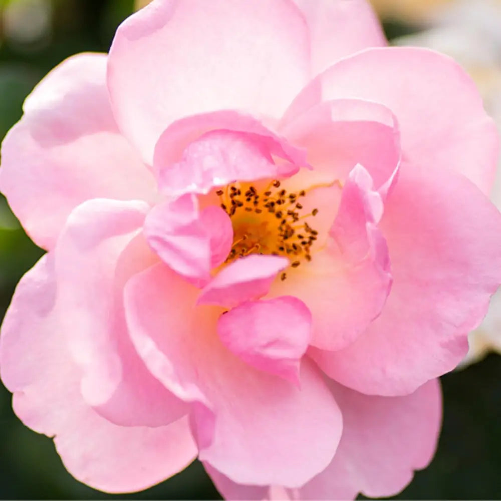 Knock Out® Peachy Rose Shrub