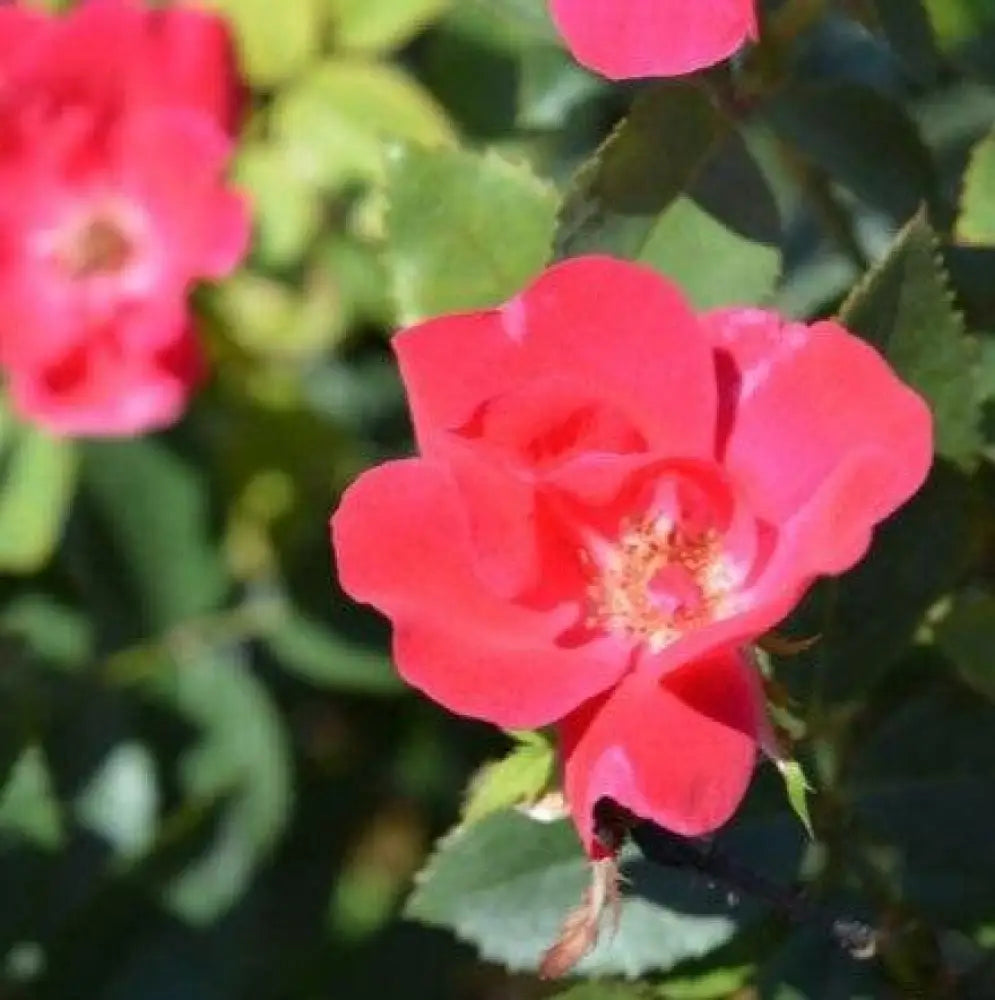 Knock Out® Shrub Rose Red Shrub