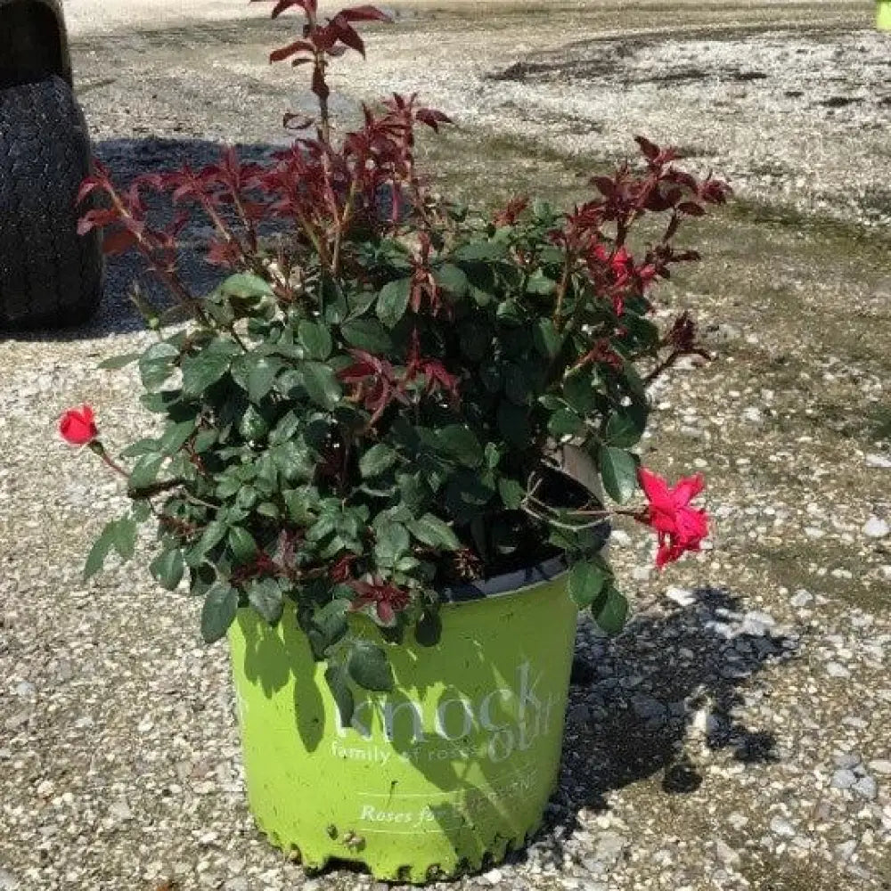 Knock Out® Shrub Rose Red Shrub