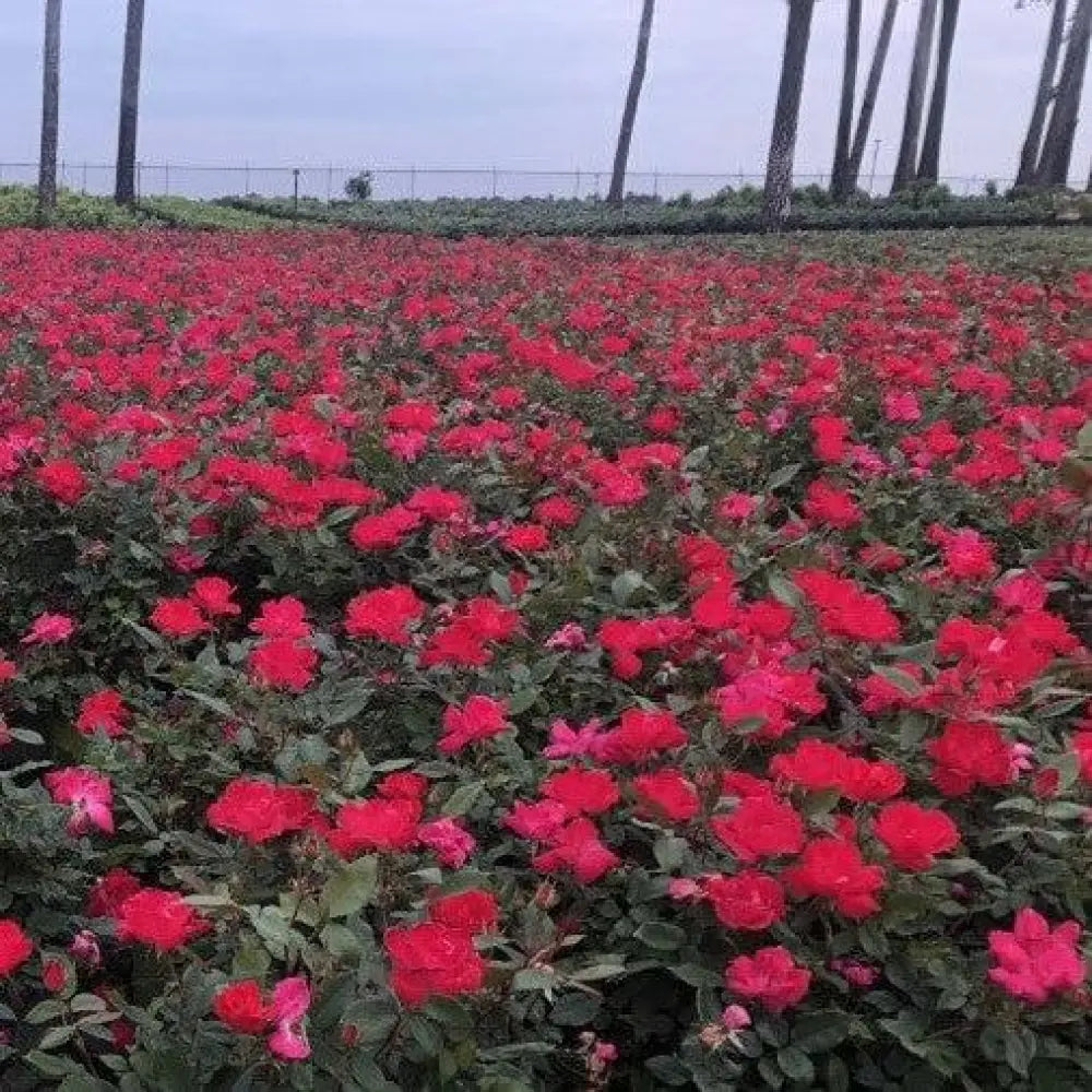 Knock Out® Shrub Rose Red Shrub