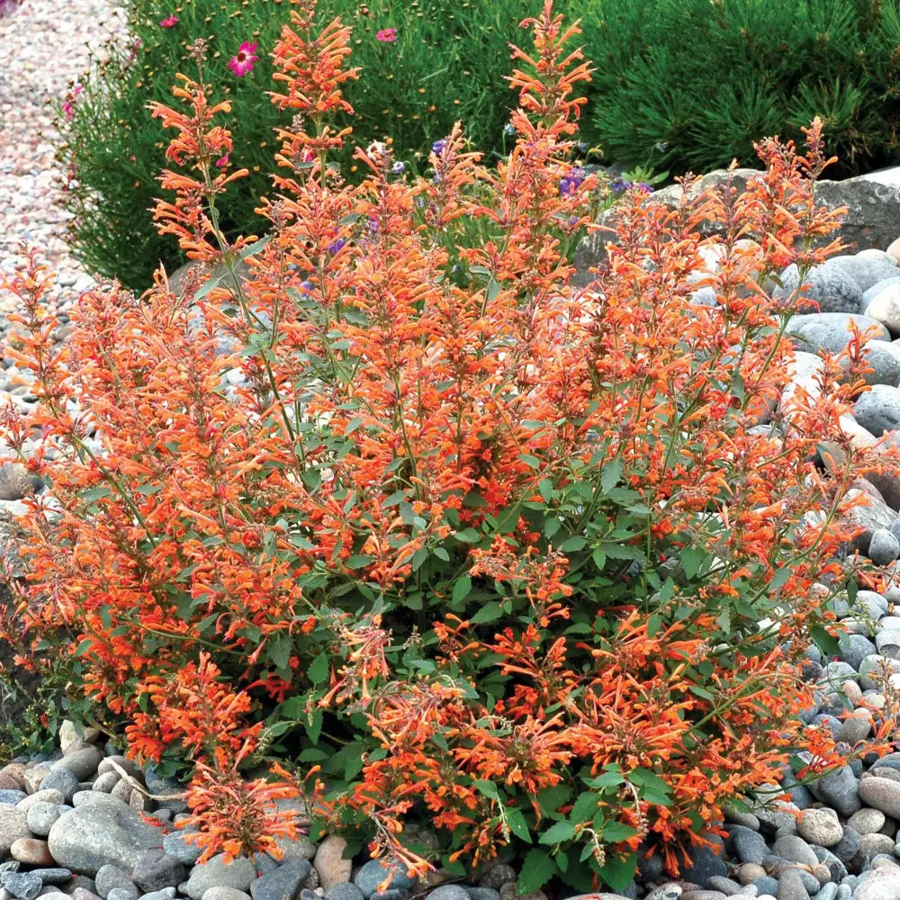 Kudos™ Mandarin Hummingbird Mint Hyssop 1 GALLON Perennial