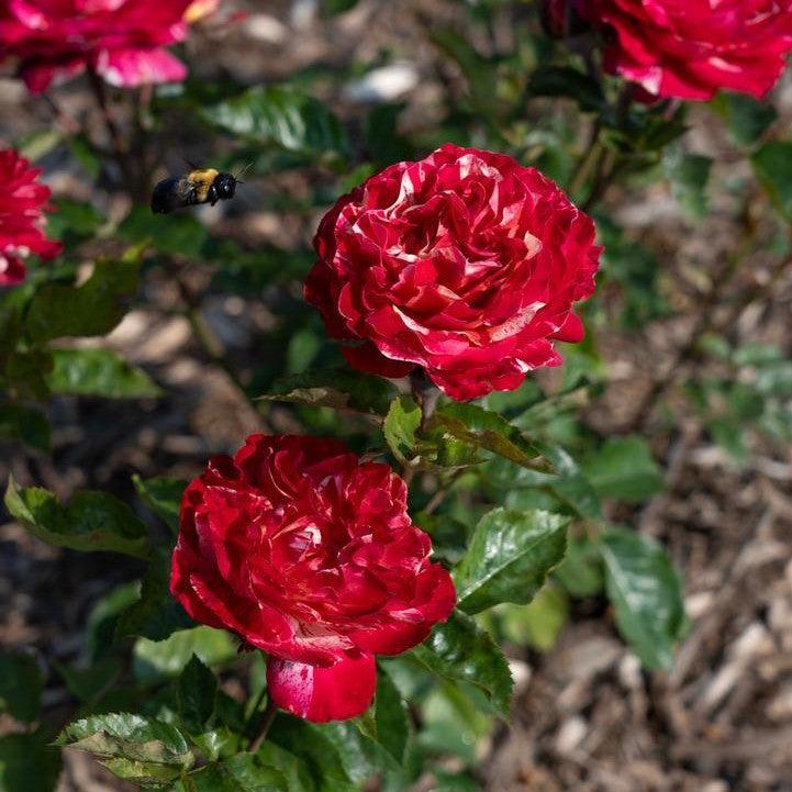 Rosa 'Meiwentar' - Winning Streak™ Rose