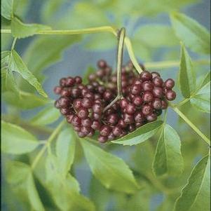 Sambucus canadensis 'Adams' - Adams Elderberry