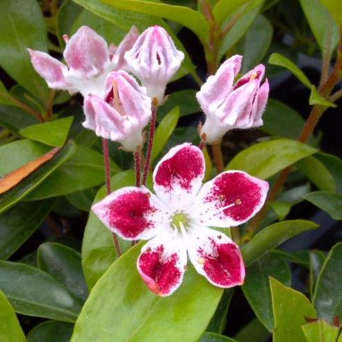 Kalmia latifolia 'Galaxy' - Galaxy Mountain Laurel