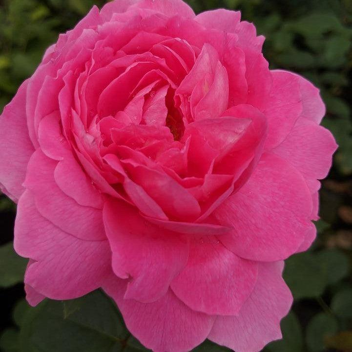Rosa 'LIMformosa' - True Inspiration Rose