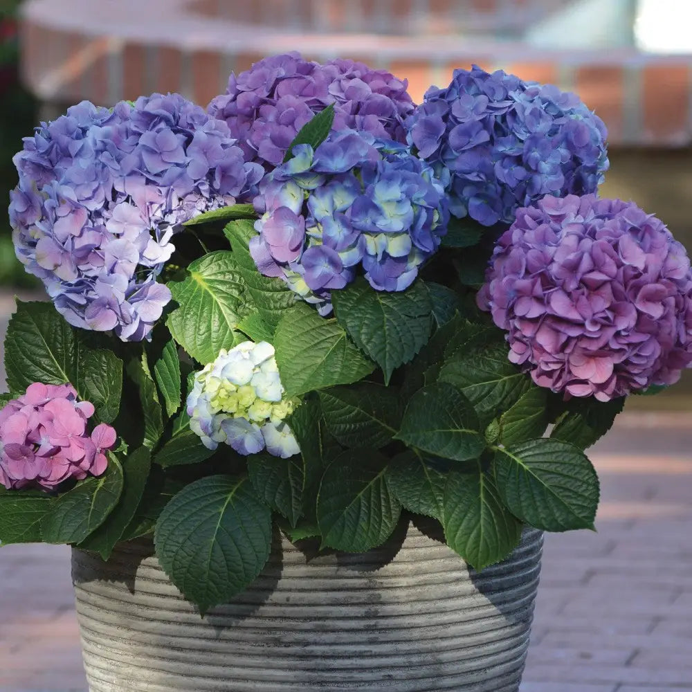 LA Dreamin’® Hydrangea 3 GALLON Shrub