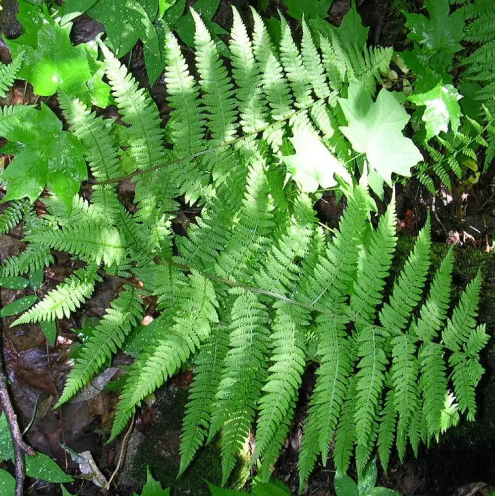 Lady Fern 1 GALLON Fern