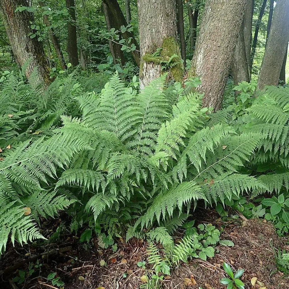 Lady Fern 1 GALLON Fern