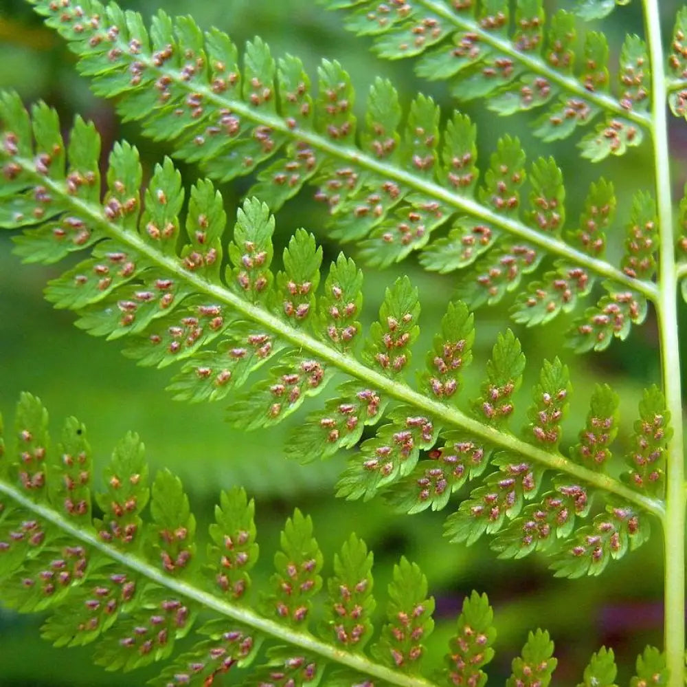 Lady Fern 1 GALLON Fern