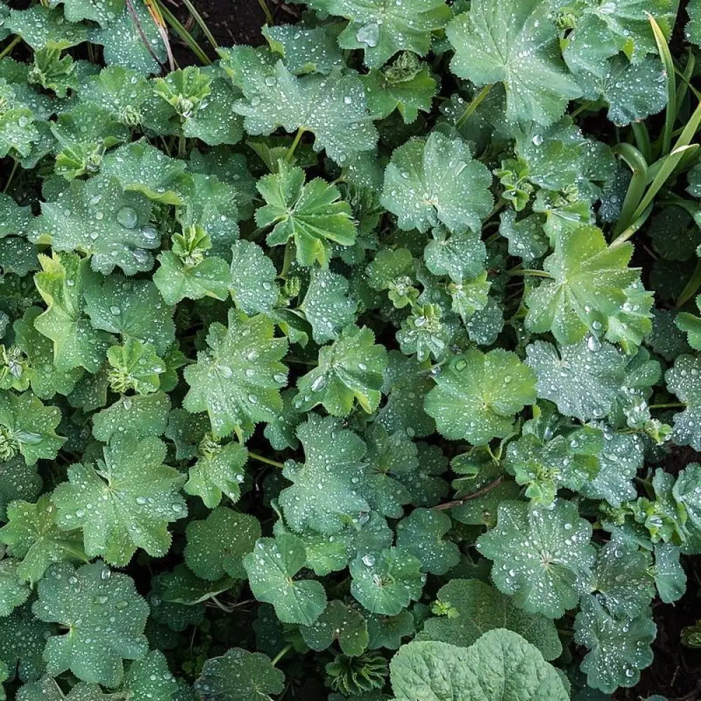 Lady’s Mantle 1 GALLON Perennial