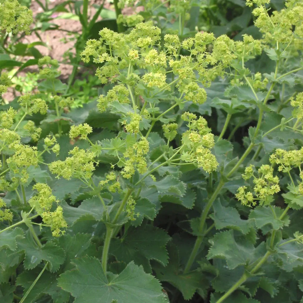 Lady’s Mantle 1 GALLON Perennial
