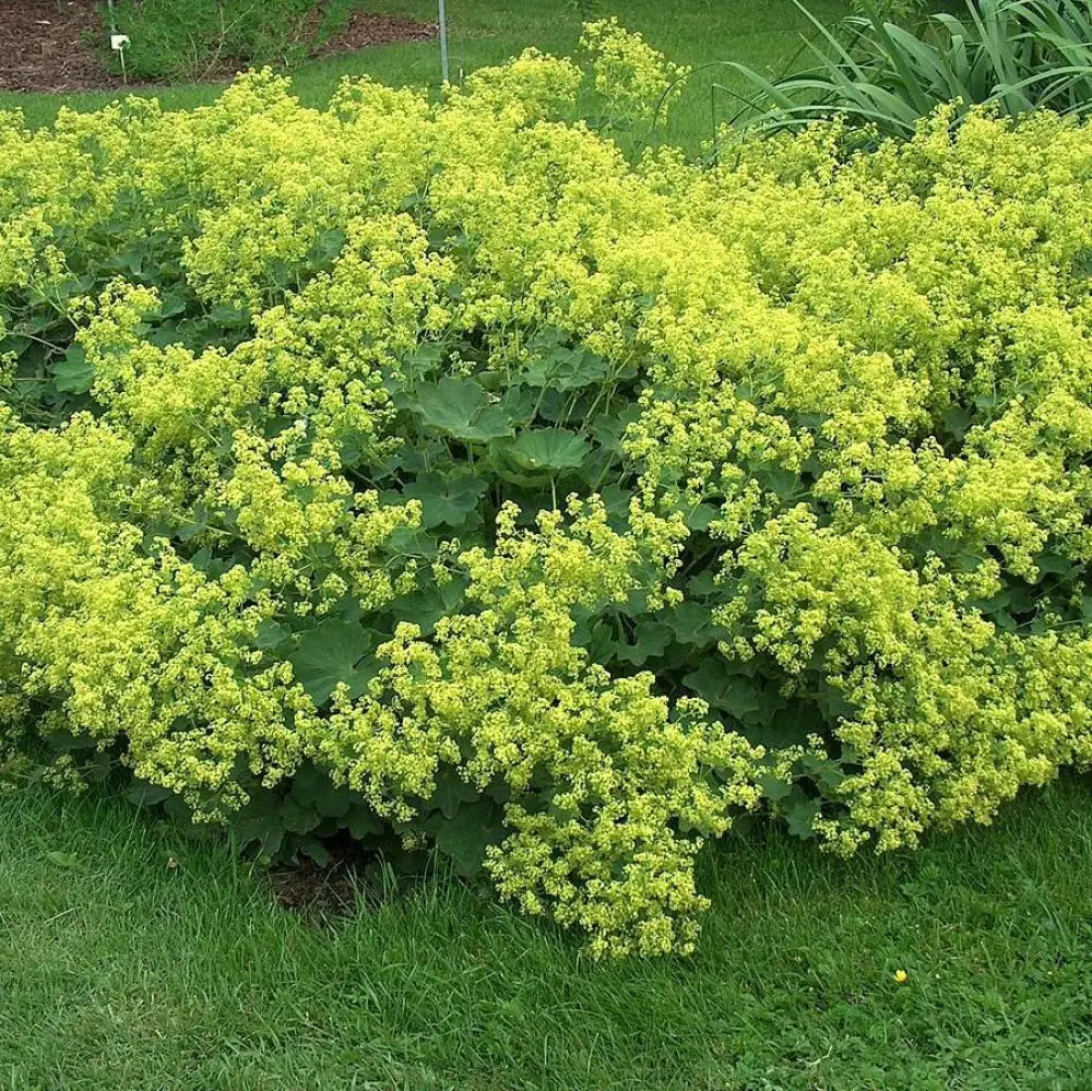 Lady’s Mantle 1 GALLON Perennial