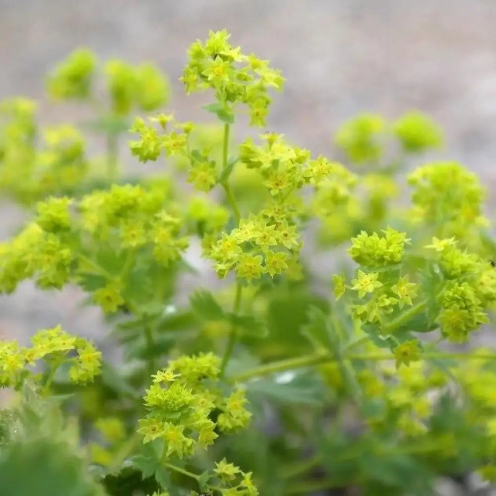 Lady’s Mantle 1 GALLON Perennial
