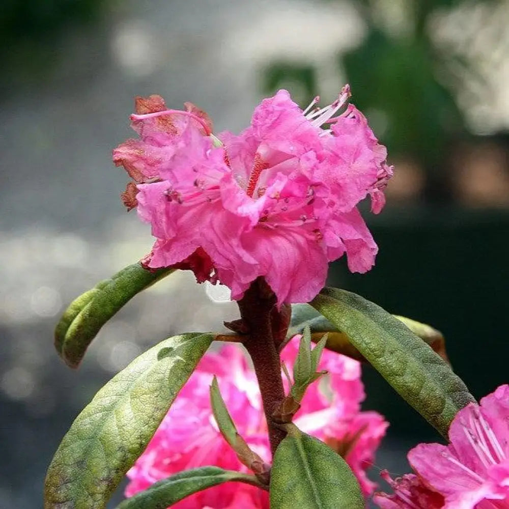 Landmark Rhododendron Shrub