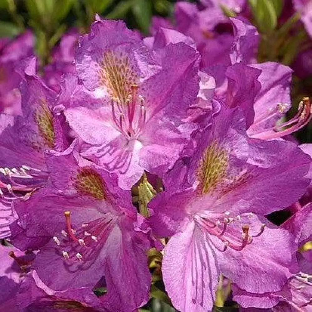 Lee’s Dark Purple Rhododendron Shrub