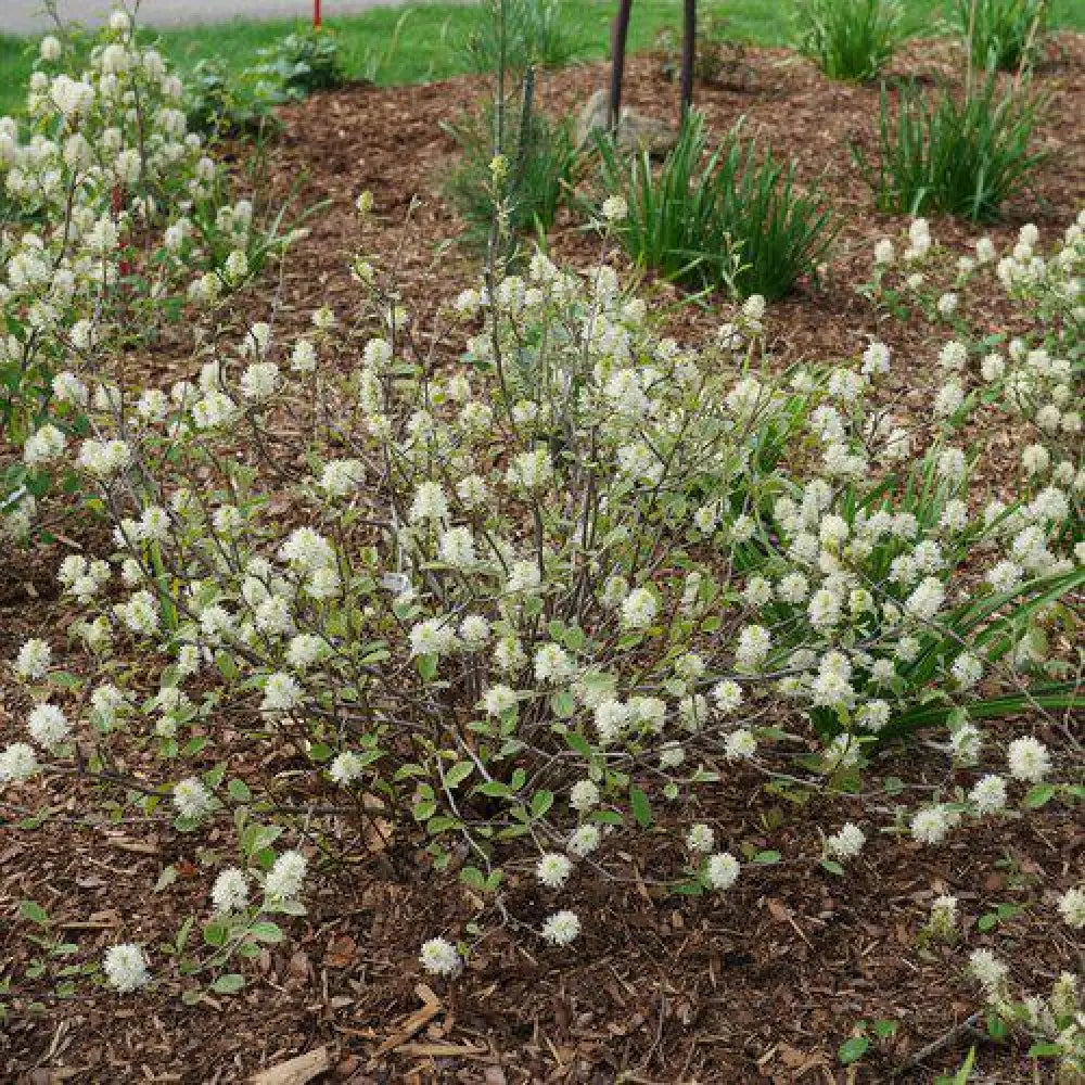 Legend of the Small® Fothergilla 2 GALLON Shrub