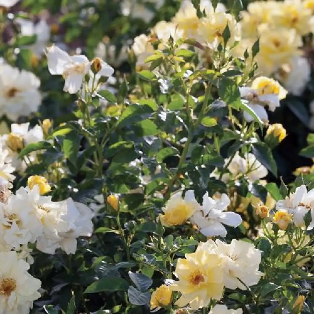 Lemon Drift® Rose 2 GALLON Shrub