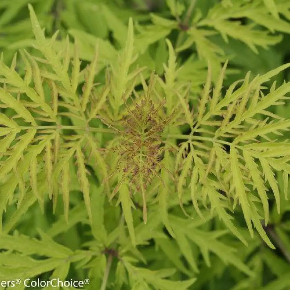 Lemony Lace® Elderberry 3 GALLON Shrub