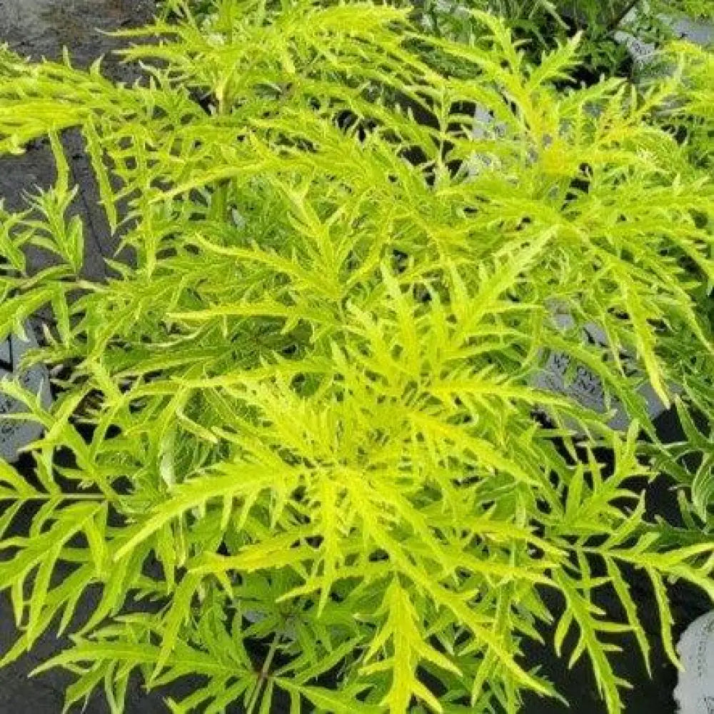 Lemony Lace® Elderberry 3 GALLON Shrub