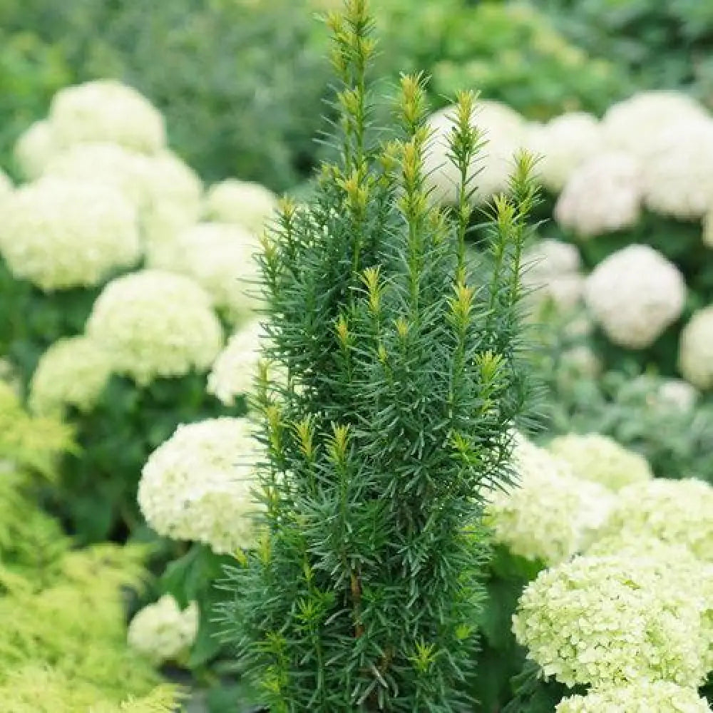 Lemony Lace® Elderberry 3 GALLON Shrub