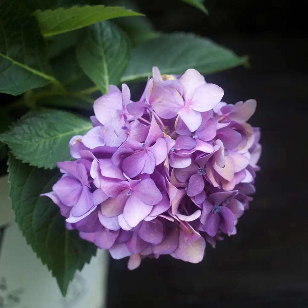 Let’s Dance® ¡Arriba!® Hydrangea Shrub
