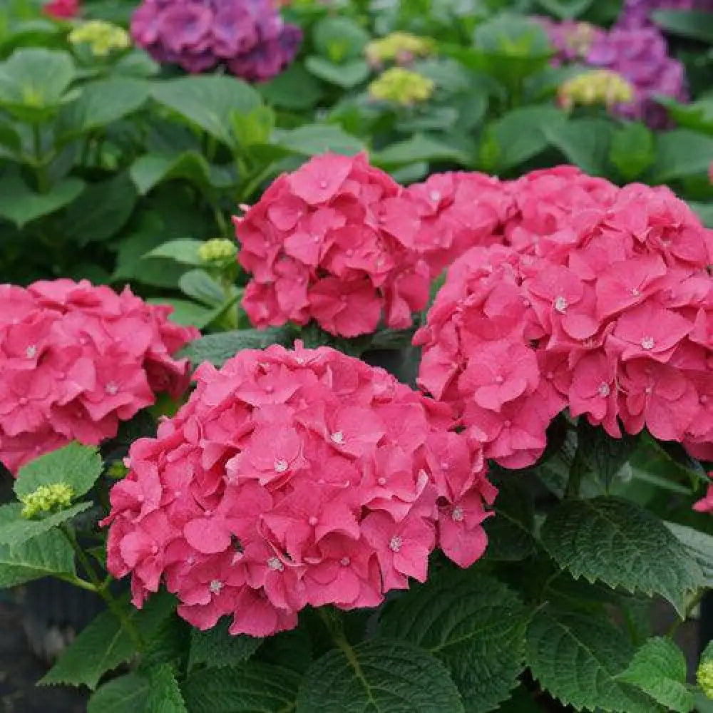 Let’s Dance® Big Band® Hydrangea Shrub
