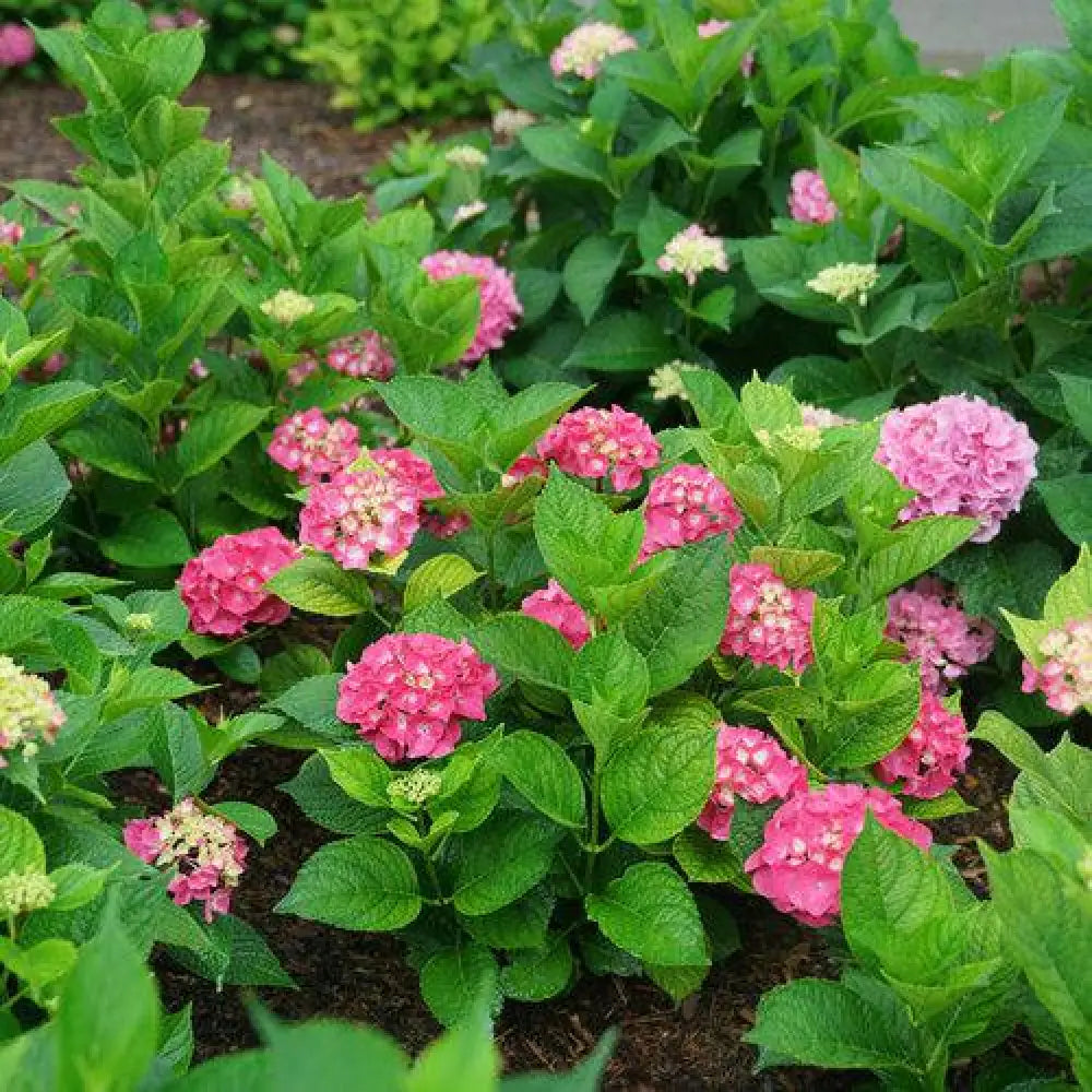 Let’s Dance® Big Band® Hydrangea Shrub
