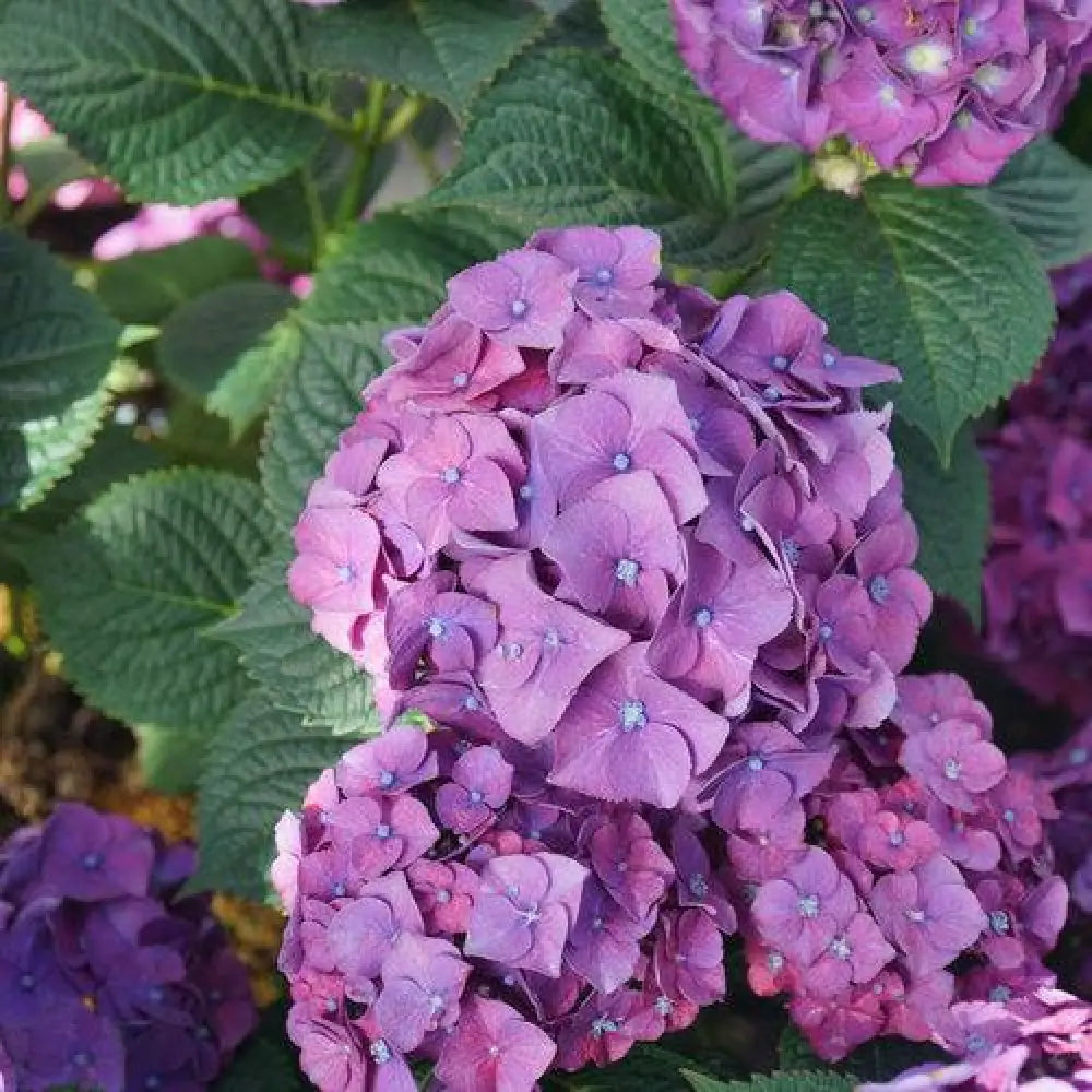 Let’s Dance® Big Band® Hydrangea Shrub