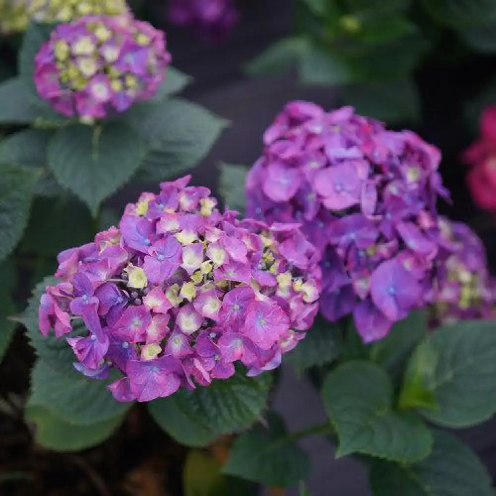Let’s Dance® Big Band® Hydrangea Shrub