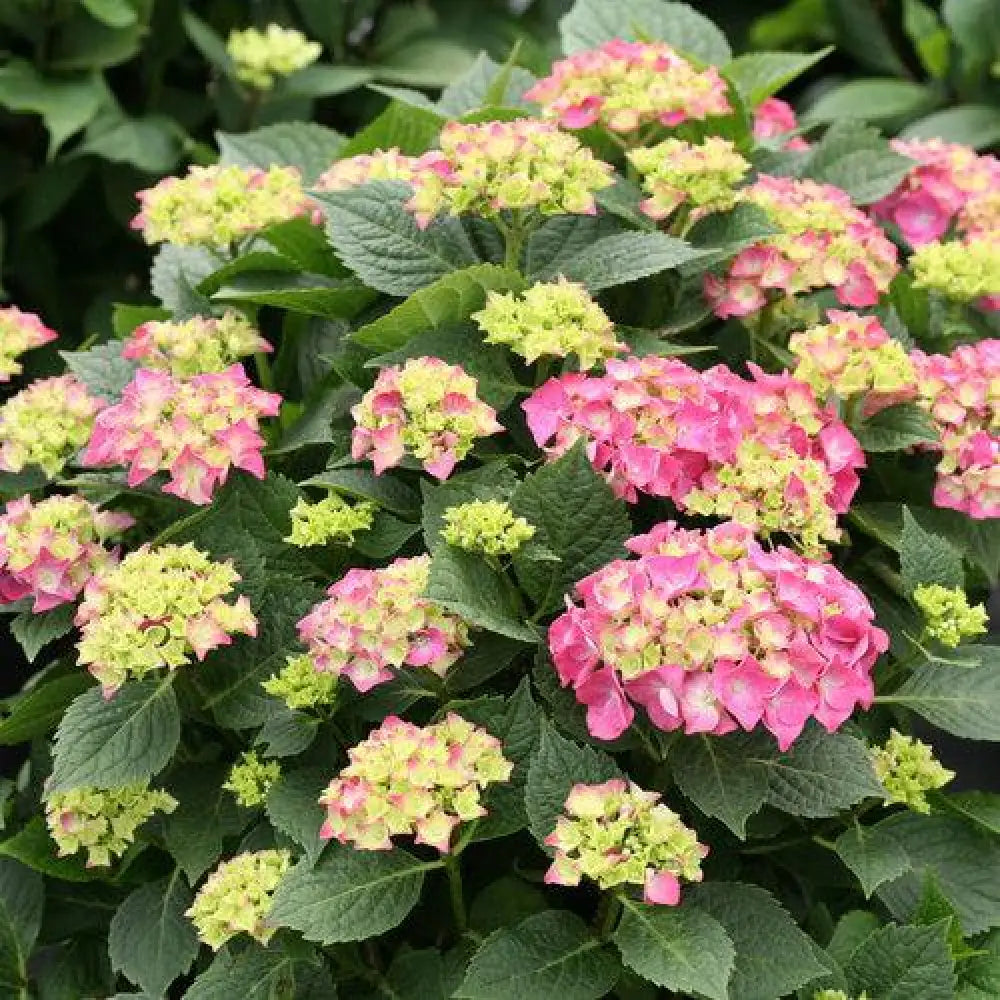 Let’s Dance® Big Band® Hydrangea Shrub