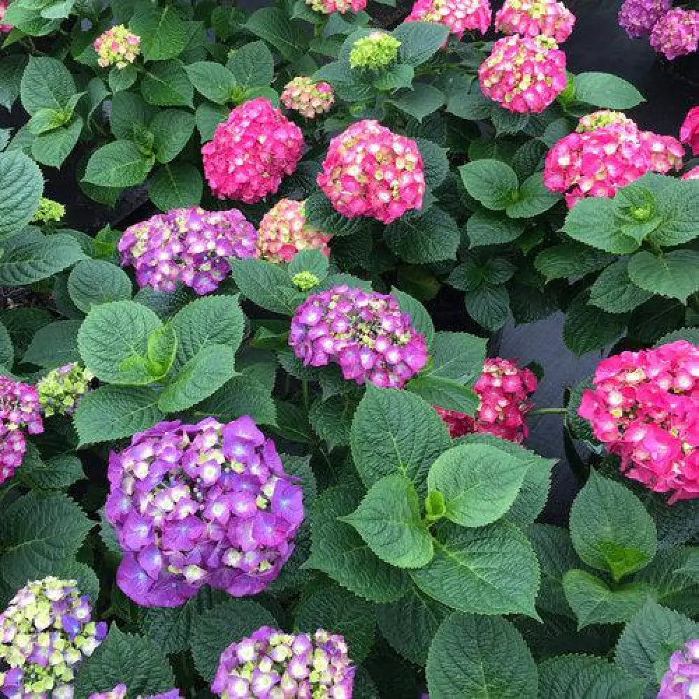 Let’s Dance® Big Band® Hydrangea Shrub