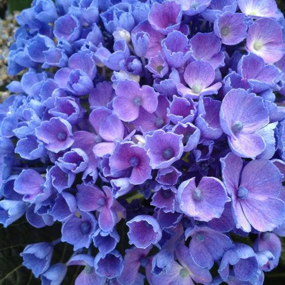 Let’s Dance® Rhythmic Blue® Hydrangea 3 GALLON Shrub