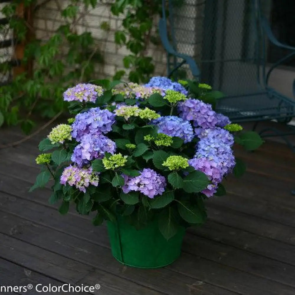Let’s Dance® Rhythmic Blue® Hydrangea 3 GALLON Shrub