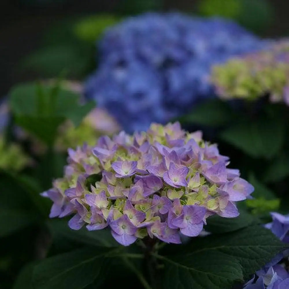 Let’s Dance® Rhythmic Blue® Hydrangea 3 GALLON Shrub