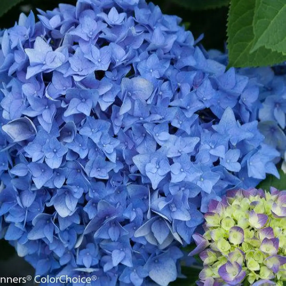 Let’s Dance® Rhythmic Blue® Hydrangea 3 GALLON Shrub