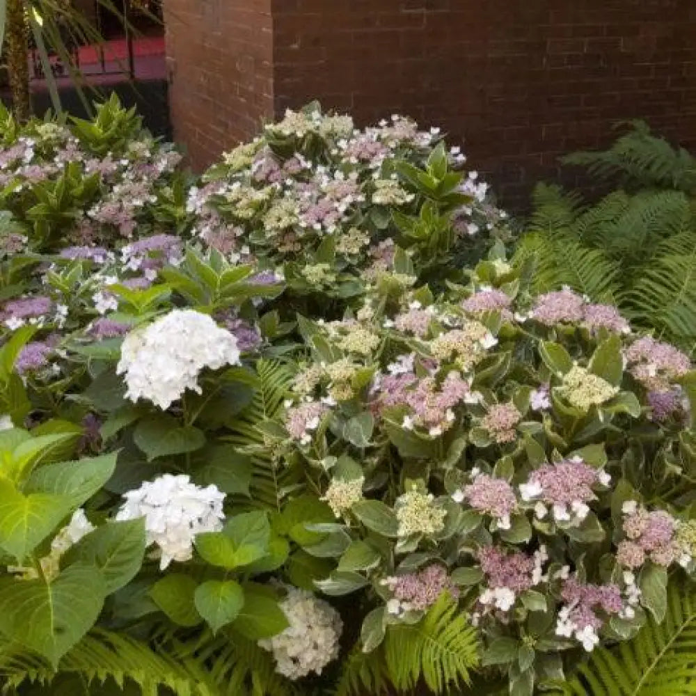 Light-O-Day® Hydrangea 3 GALLON Shrub