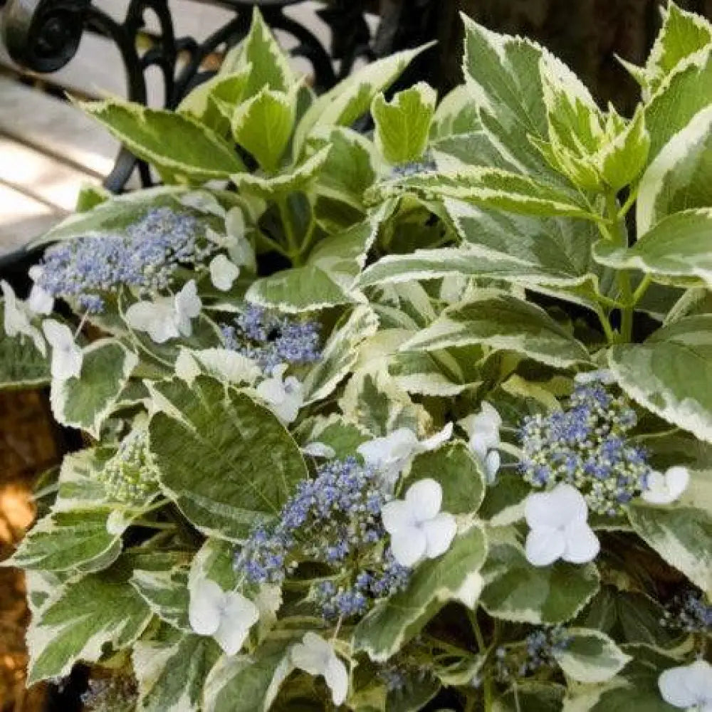Light-O-Day® Hydrangea 3 GALLON Shrub
