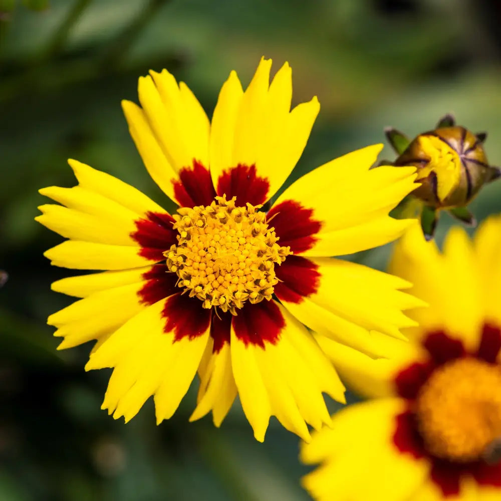 Lil’ Bang™ Enchanted Eve Tickseed Perennial