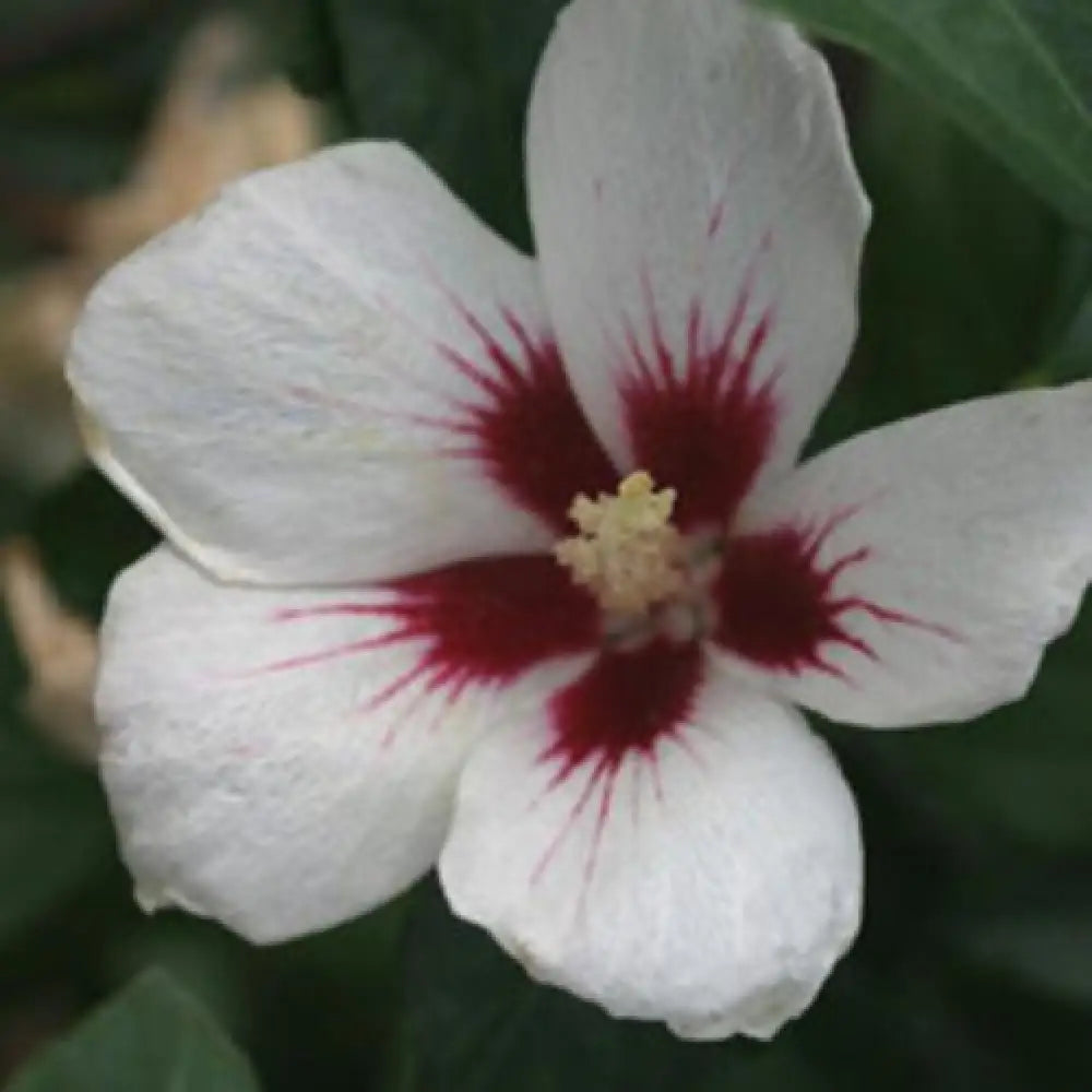Lil’ Kim® Hibiscus Shrub