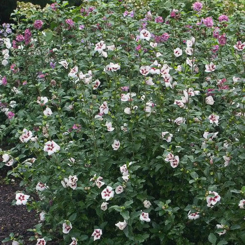 Lil’ Kim® Hibiscus Shrub