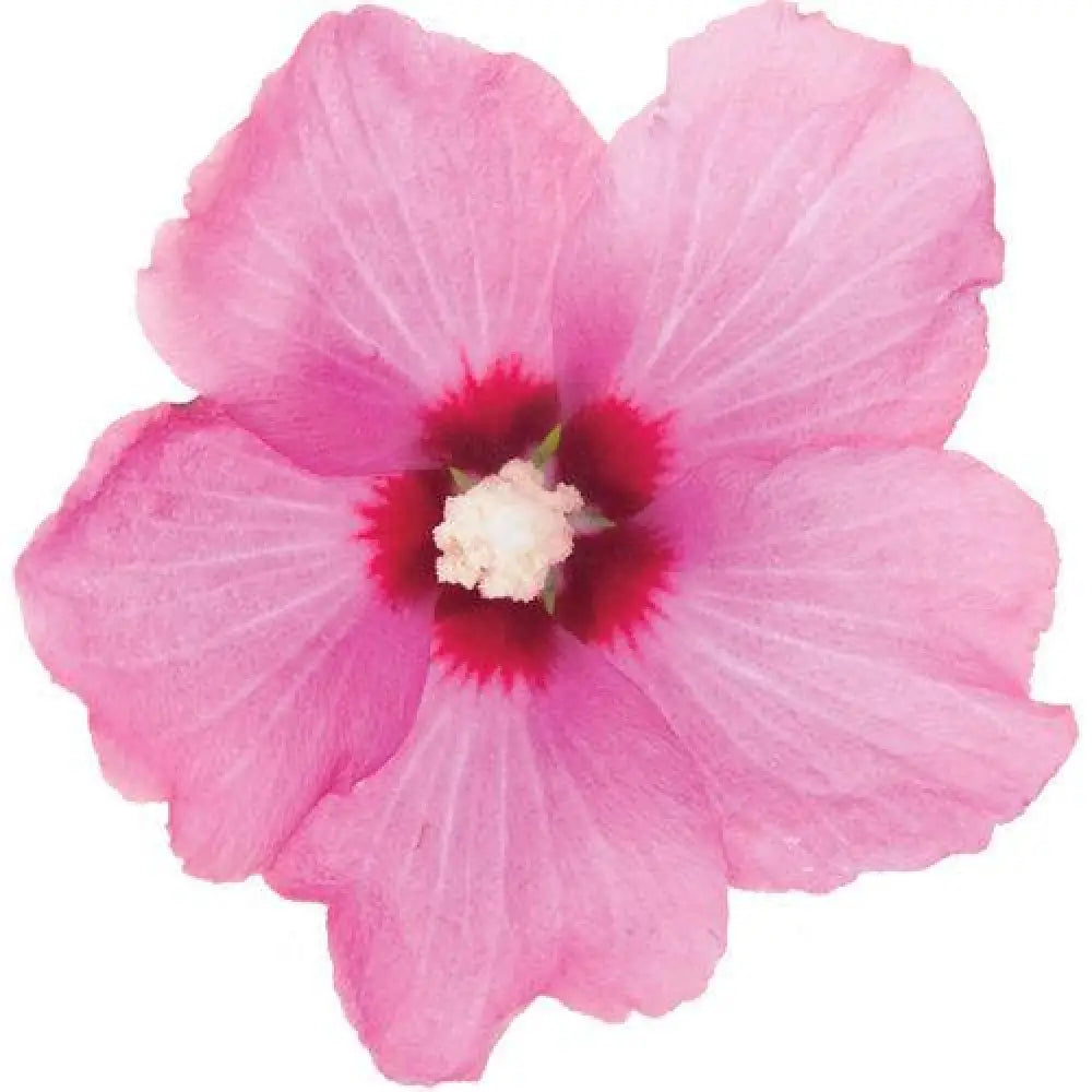 Lil’ Kim® Red Hibiscus Shrub