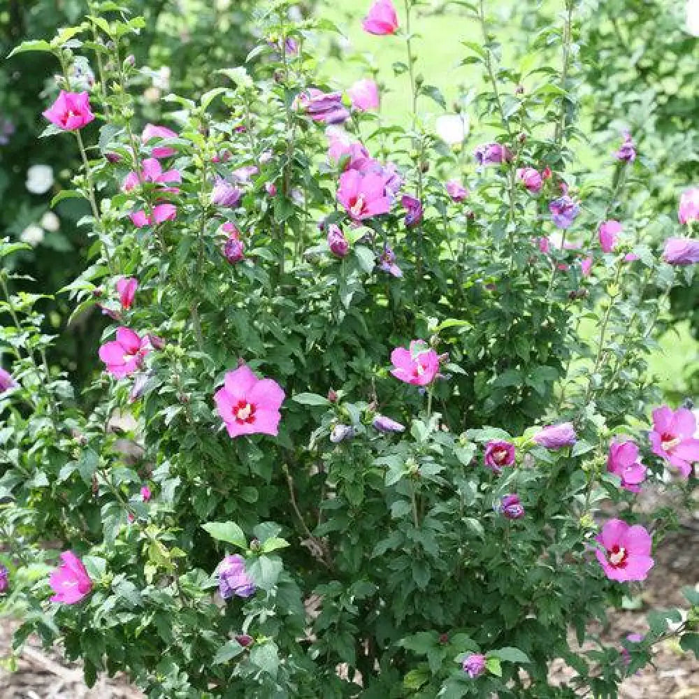 Lil’ Kim® Violet Hibiscus Shrub