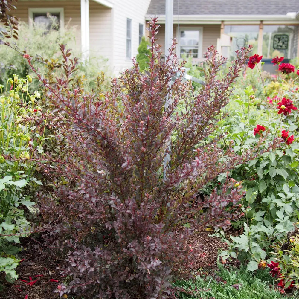 Little Devil™ Ninebark Shrub