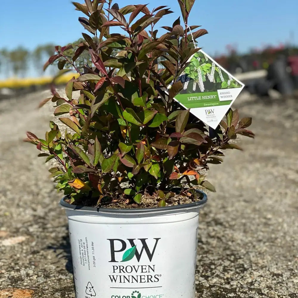 Little Henry® Sweetspire Shrub