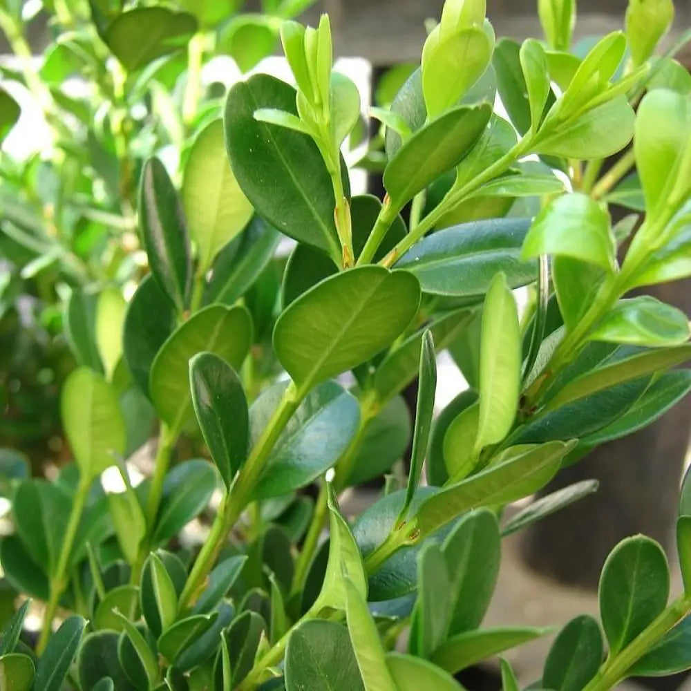 Little Missy Boxwood Shrub