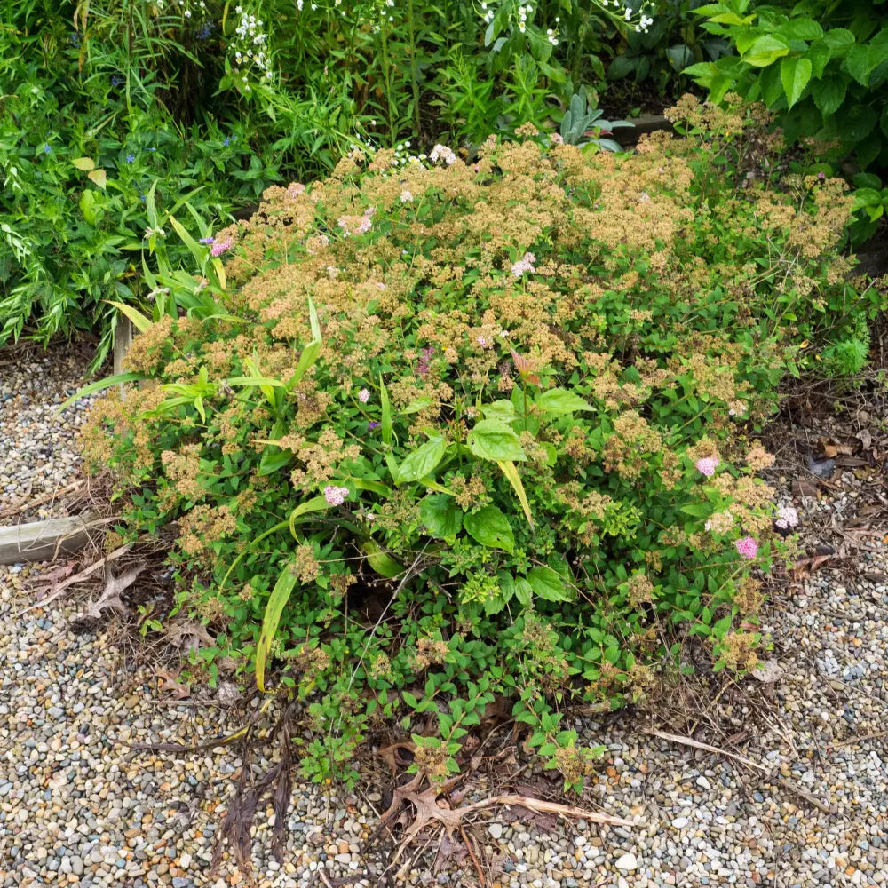 Little Princess Spirea Shrub