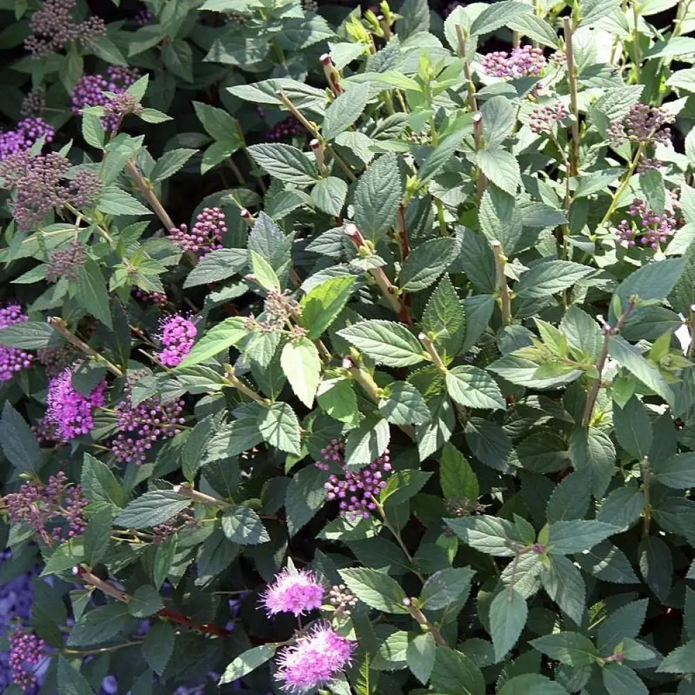 Little Princess Spirea Shrub
