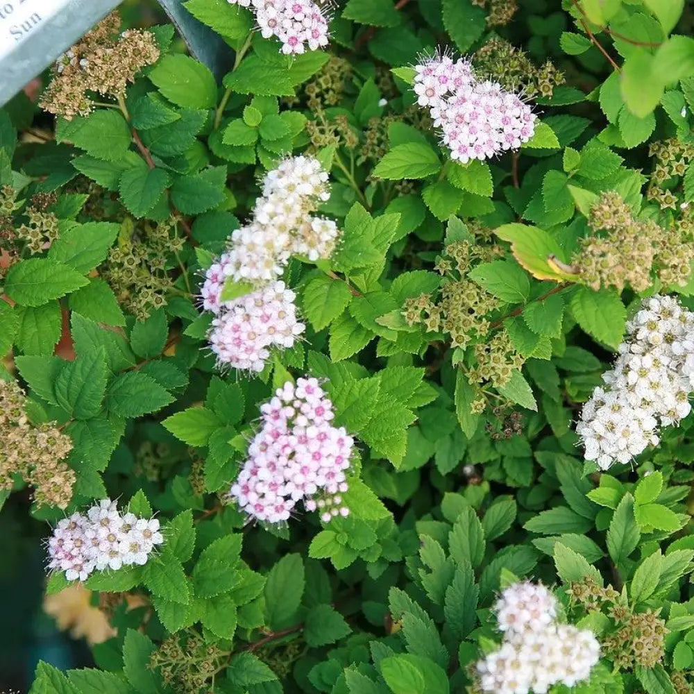 Little Princess Spirea Shrub
