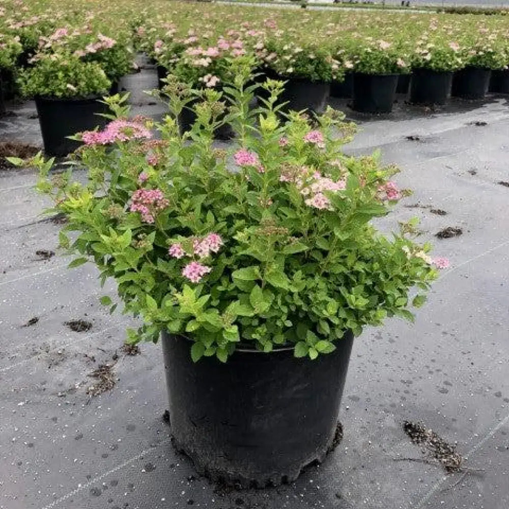 Little Princess Spirea Shrub